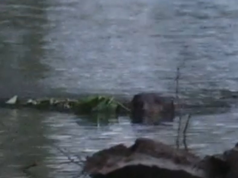 34+ Enemy Spotted For Real This Time Pictures