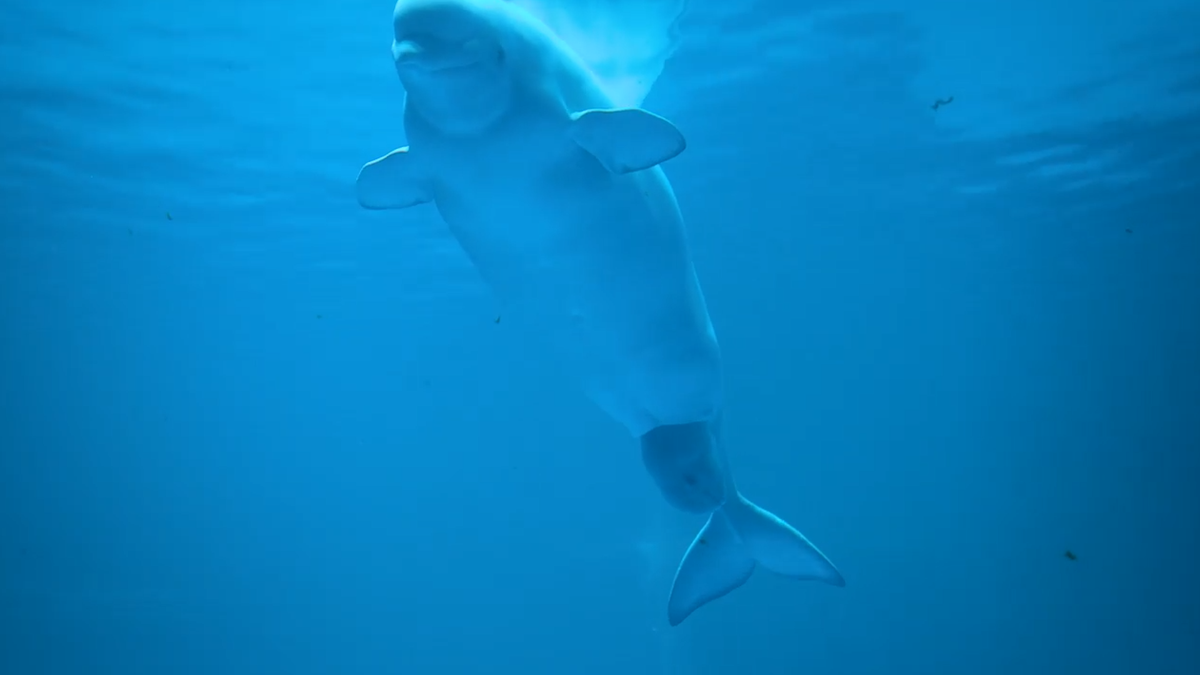 41+ Xpark Aquarium Pics