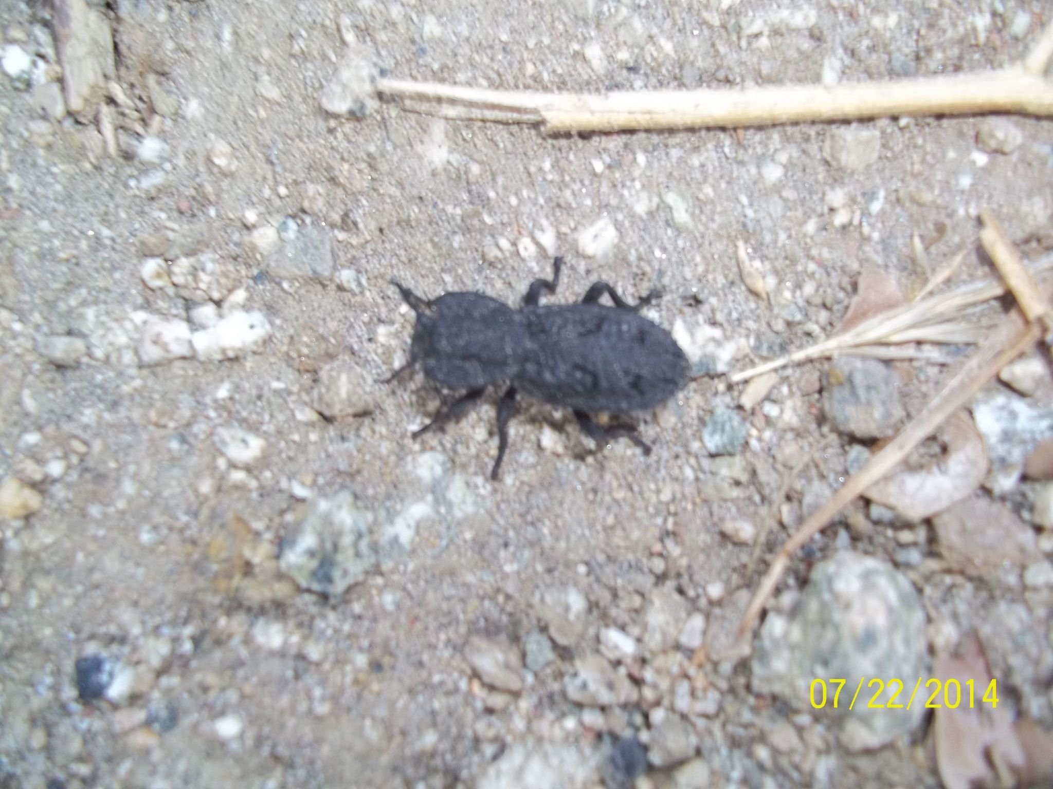View Diabolical Ironclad Beetles
 Background