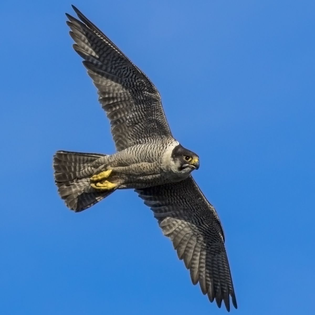 View Falcons Birds Gif