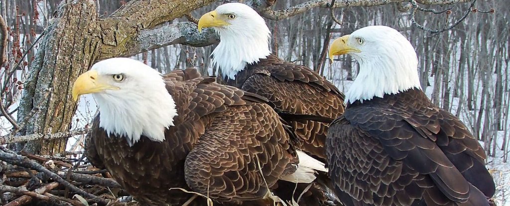 Get Eagles
 Pictures